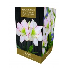 Taylors Bulbs Amaryllis Picotee Taylors Bulbs Amaryllis Picotee