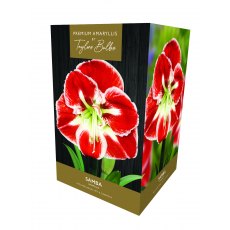 Taylor's Bulbs Premium Amaryllis Samba Bulb Gift Pack Taylor's Bulbs Premium Amaryllis Samba Bulb Gift Pack