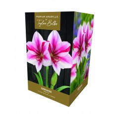 Taylor's Bulbs Premium Amaryllis Gervase Bulb Gift Pack Taylor's Bulbs Premium Amaryllis Gervase Bulb Gift Pack