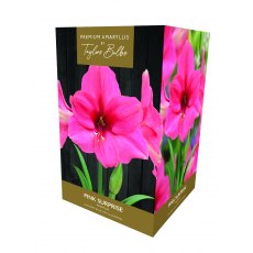 Taylors Bulbs Amaryllis Pink Surprise Taylors Bulbs Amaryllis Pink Surprise
