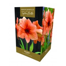 Taylor's Bulbs Premium Amaryllis Rilona Bulb Gift Pack Taylor's Bulbs Premium Amaryllis Rilona Bulb Gift Pack