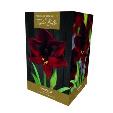 Taylor's Bulbs Premium Amaryllis Mandela Bulb Gift Pack Taylor's Bulbs Premium Amaryllis Mandela Bulb Gift Pack
