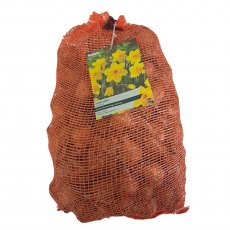 Taylor's Bulbs Narcissus Fortune Bulbs 5kg Taylor's Bulbs Narcissus Fortune Bulbs 5kg