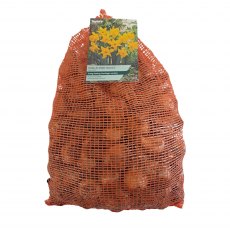Taylor's Bulbs King Alfred Narcissus Bulbs 5kg Taylor's Bulbs King Alfred Narcissus Bulbs 5kg