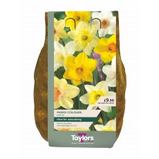 Taylors Bulbs Narcissus Mixed Colours Bulbs 2kg Taylors Bulbs Narcissus Mixed Colours Bulbs 2kg