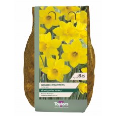 Taylor's Bulbs Golden Trumpets Narcissus Bulbs 2kg Taylor's Bulbs Golden Trumpets Narcissus Bulbs 2kg
