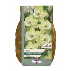 Taylor's Bulbs Binkie Narcissi Bulbs 2kg Taylor's Bulbs Binkie Narcissi Bulbs 2kg