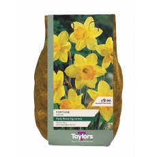 Taylor's Bulbs Fortune Narcissi Bulbs 2kg Taylor's Bulbs Fortune Narcissi Bulbs 2kg