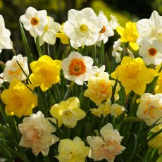 Taylor's Bulbs Narcissi Mixed Naturalising 5kg Taylor's Bulbs Narcissi Mixed Naturalising 5kg