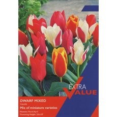 Taylor's Bulbs Dwarf Tulip Mixed Bulbs Taylor's Bulbs Dwarf Tulip Mixed Bulbs