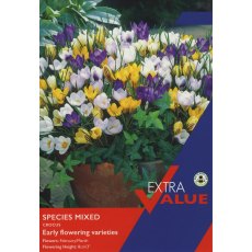 Taylor's Bulbs Crocus Species Mixed Bulbs Taylor's Bulbs Crocus Species Mixed Bulbs