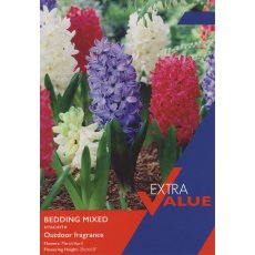 Taylor's Bulbs Hyacinth Bedding Mixed Bulbs Taylor's Bulbs Hyacinth Bedding Mixed Bulbs
