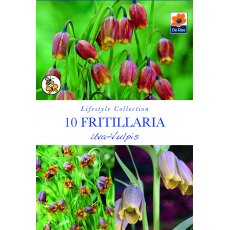 De Rees Fritillaria Uva Vulpis Bulbs