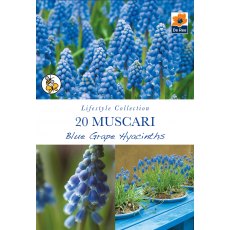 De Rees Muscari Blue Grape Hyacinths Bulbs