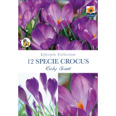 De Rees Species Crocus Ruby Giant Bulbs