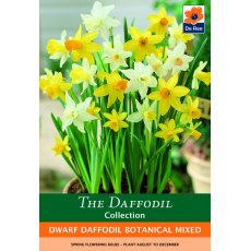 De Rees Dwarf Daffodil Botanical Bulbs