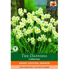 De Rees Dwarf Daffodil Minnow Bulbs