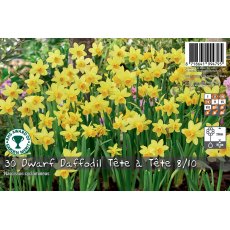 De Rees Dwarf Daffodil Tete a Tete Bulbs