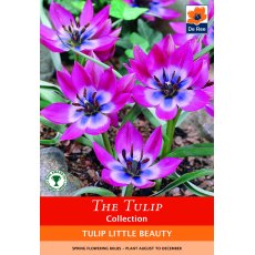 De Rees Tulip Little Beauty Bulbs