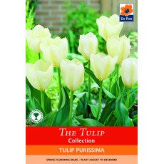 De Rees Tulip Purissima Bulbs