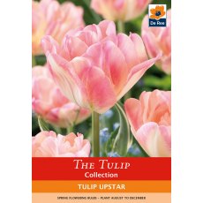 De Rees Tulip Upstar Bulbs