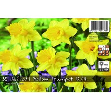 De Rees Daffodil Yellow Trumpet Bulbs