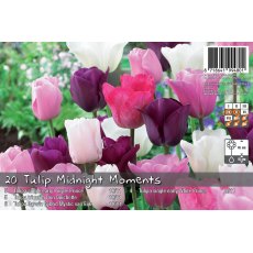 De Rees Tulip Midnight Moments Bulbs