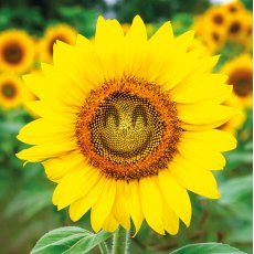 Cube Sunflower Smile Card