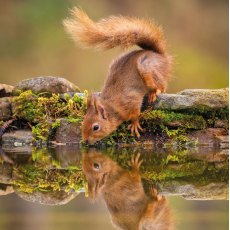 RSPCA Squirrel Reflection Card