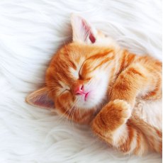 RSPCA Sleepy Ginger Kitten Card