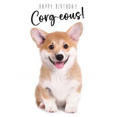 Picture This Corgeous Birthday Card