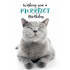 Picture This Purrfect Birthday Card