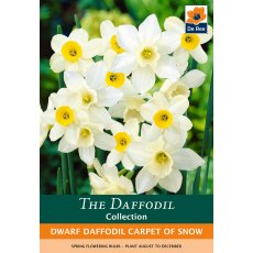 De Ree Dwarf Daffodil Carpet Of Snow Bulb