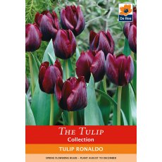 De Ree Tulip Ronaldo Triumph Bulb