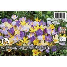 De Ree Crocus Colourful Mix Bulb