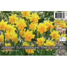 De Ree Dwarf Daffodil Double Tete A Tete Bulb