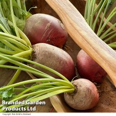 Suttons Beetroot Golden Eye Seeds