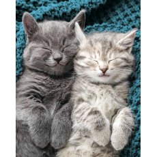 Sleeping Kittens Card