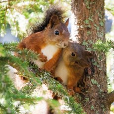 Snuggling Squirrels Card