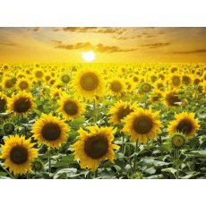 Picture This Sunflower Field Card