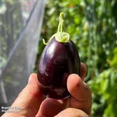 Suttons Aubergine Baby Black Jack F1 Seeds