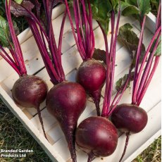 Suttons Beetroot Red Shine F1 Seeds