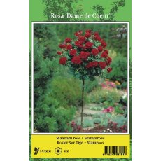 De Ree Rose Tree Dame De Cour Red