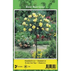 De Ree Rose Tree Peer Gynt Yellow