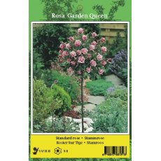 De Ree Rose Tree Garden Queen Pink