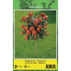 De Ree Rose Tree Joro Orange