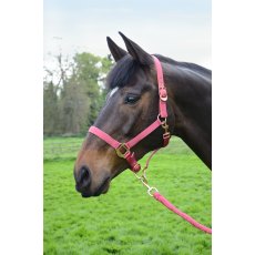 HY Equestrian Rose Gold Head Collar & Lead