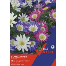 Taylor's Bulbs Anemone Blanda Mixed Pack Taylor's Bulbs Anemone Blanda Mixed Pack