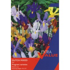Taylor's Bulbs Dutch Iris Mix Bulbs 50 Taylor's Bulbs Dutch Iris Mix Bulbs 50