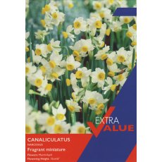 Taylor's Bulbs Narcissi Canaliculatus 30 Taylor's Bulbs Narcissi Canaliculatus 30